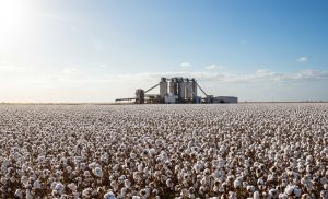 Algodao.jpg