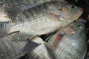 tilapia-peixe-pescado.jpg