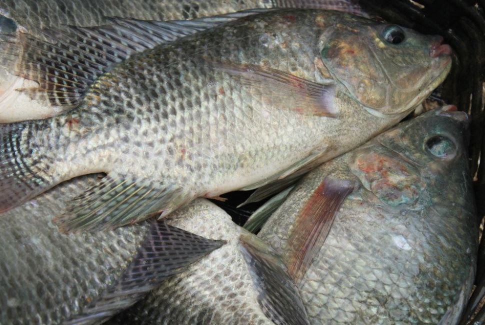 tilapia-peixe-pescado.jpg