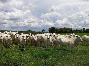 Boi gordo: arroba teve altas de até 5% na semana; veja preços