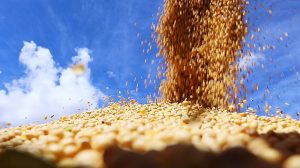 Comercialização da soja ultrapassa 40% da produção estimada