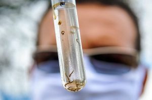 Mato Grosso do Sul registra 1.234 casos confirmados de dengue