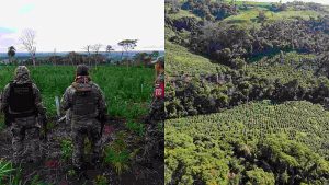 Plantação de maconha avaliada em US$ 6 milhões é destruída