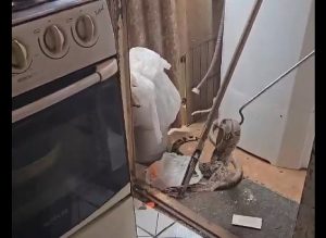 VÍDEO: Polícia Ambiental resgata jiboia encontrada em residência em Dourados