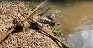 VÍDEO: Sucuri de 4 metros enrolada em rede de pesca é resgatada de açude