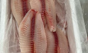 Brasil pode começar a exportar pescados para a China