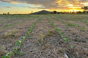 Campo experimental avalia sustentabilidade agrícola na Rota Bioceânica