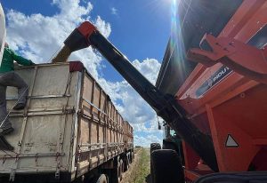 Colheita da safra de soja 2024/2025 alcançou 99,1% da área total em MS