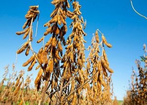 Novas variedades de soja combinam alta produtividade e resistência a doenças