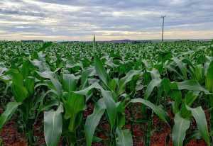 Plantio do milho se aproxima da reta final em Mato Grosso do Sul
