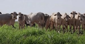 Preço do boi gordo no Mercosul atinge novo recorde em três anos