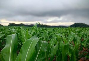 Soja cresce em área e produção, enquanto milho enfrenta riscos climáticos