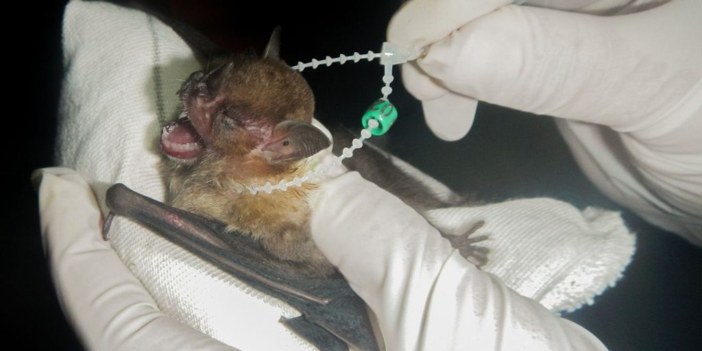 ilha_grande_se_torna_area_de_conservacao_de_morcegos04.jpg