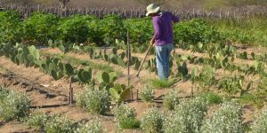 produtor_rural_no_semiarido.jpg