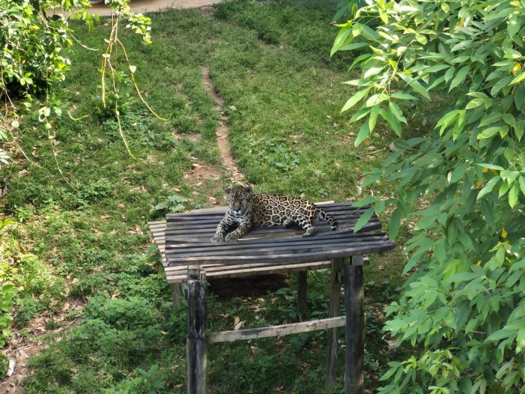 onca-guardiao-no-amazonas.jpg
