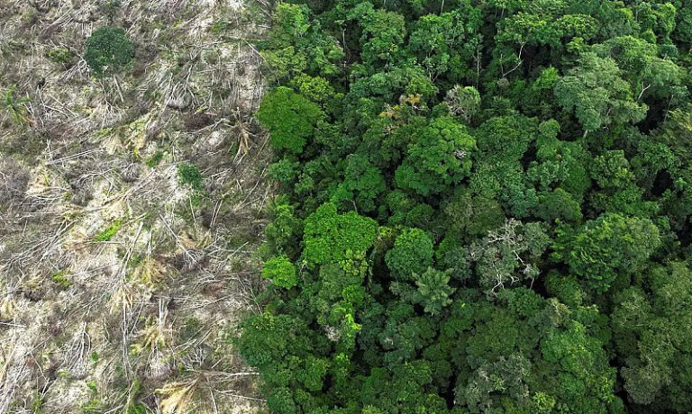 No Amazonas, 62% da exploração madeireira é feita ilegalmente