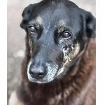 Adolescentes suspeitos de matar o cão Orelha voltam ao Brasil