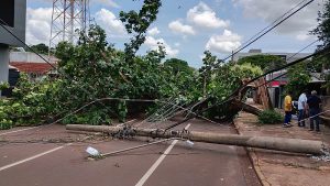 Prefeitura reduz impacto de temporal com supressão de árvores e resposta rápida