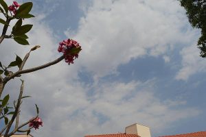 Sexta-feira será de sol com nuvens e previsão de temporal à tarde em Dourados