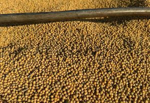 Exportações de soja e milho garantem superávit de US$ 462 milhões em MS