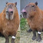 22capivara-copiar.jpg