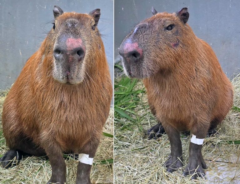 22capivara-copiar.jpg