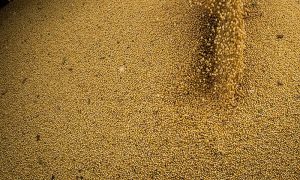 Agro cresce 11,7%, impulsiona PIB e ganha participação na economia