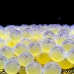 Bioparque se consolida como o maior banco genético vivo de água doce