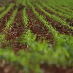 Colheita da soja avança em MS e plantio do milho já supera 75%