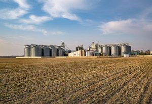 Comercialização de soja e milho apresenta ritmo cauteloso em Mato Grosso do Sul