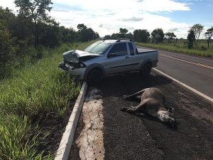 Ferramenta para reduzir atropelamentos de animais será lançada na COP15