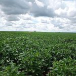 Importação de fertilizantes cai quase 70% em MS e dólar pressiona safra 2026