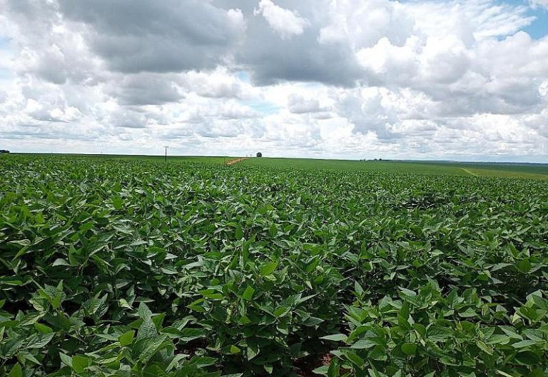 Importação de fertilizantes cai quase 70% em MS e dólar pressiona safra 2026